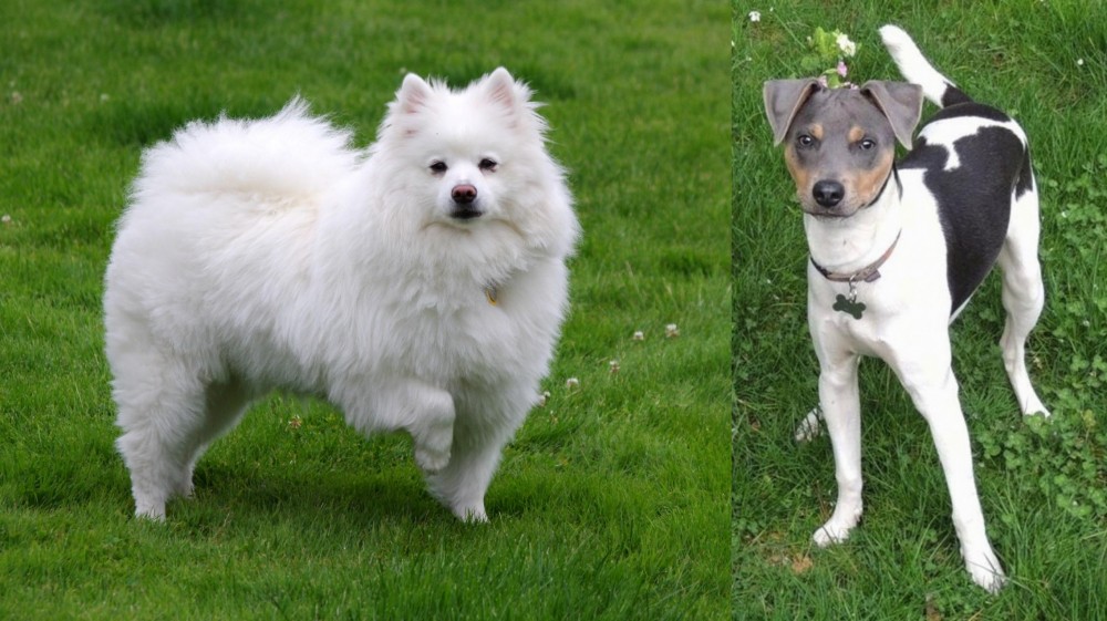 Brazilian Terrier vs American Eskimo Dog - Breed Comparison
