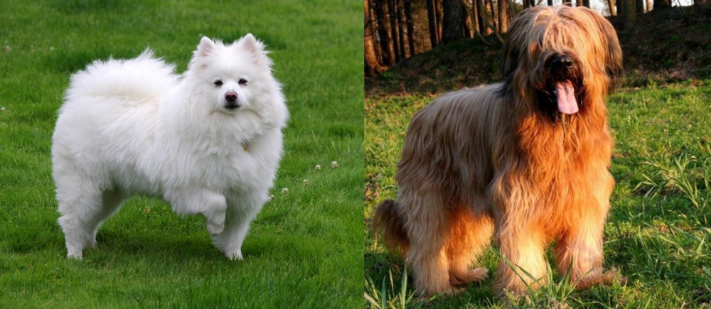Briard vs American Eskimo Dog - Breed Comparison