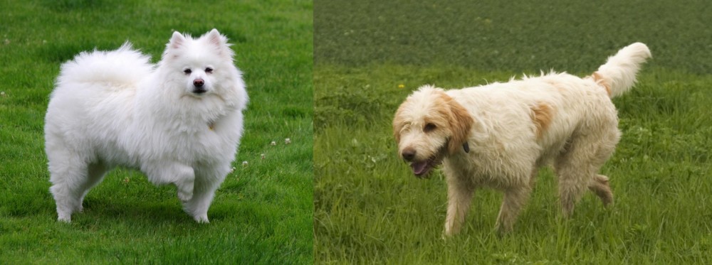 Briquet Griffon Vendeen vs American Eskimo Dog - Breed Comparison