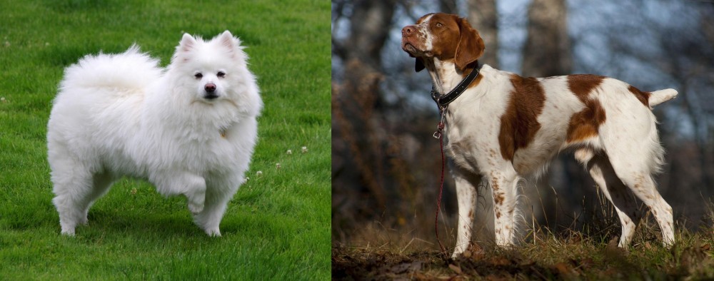 Brittany vs American Eskimo Dog - Breed Comparison