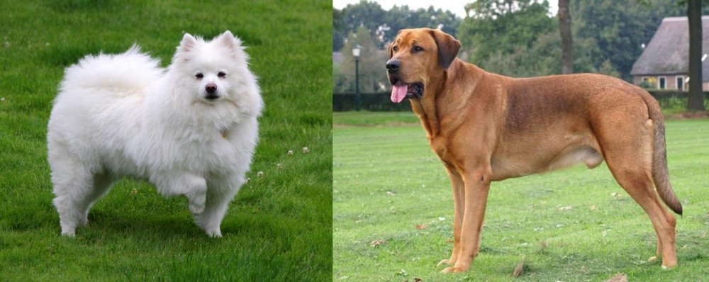 Broholmer vs American Eskimo Dog - Breed Comparison