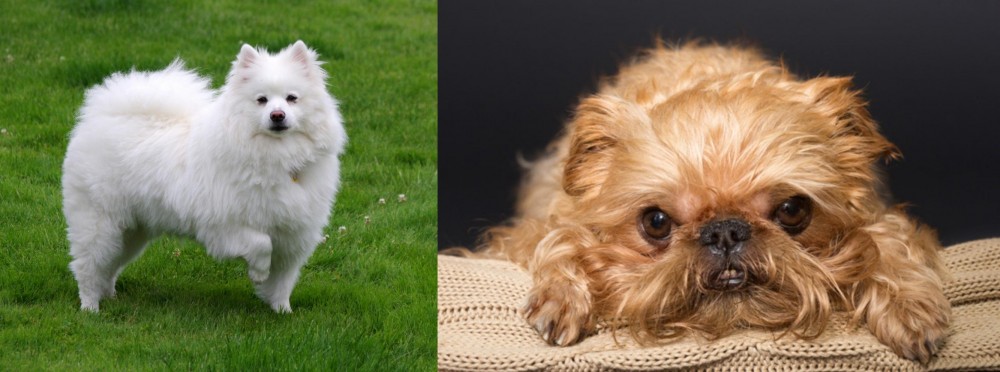 Brug vs American Eskimo Dog - Breed Comparison