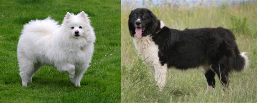 Bulgarian Shepherd vs American Eskimo Dog - Breed Comparison
