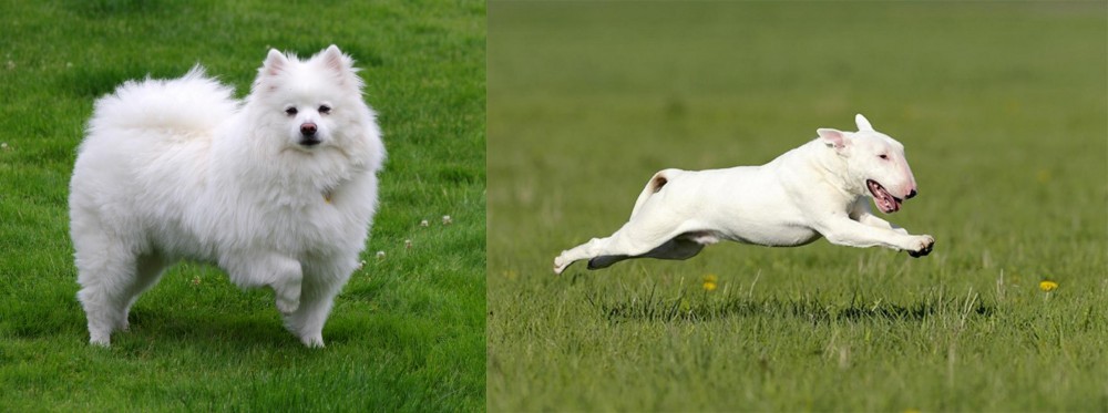 Bull Terrier vs American Eskimo Dog - Breed Comparison
