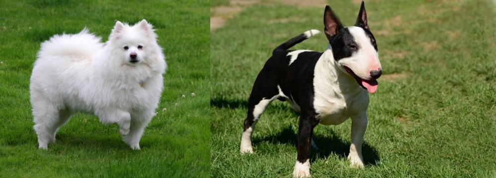 Bull Terrier Miniature vs American Eskimo Dog - Breed Comparison