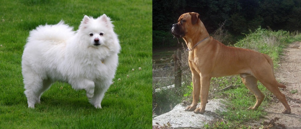 Bullmastiff vs American Eskimo Dog - Breed Comparison