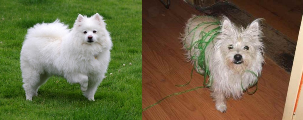 Cairland Terrier vs American Eskimo Dog - Breed Comparison