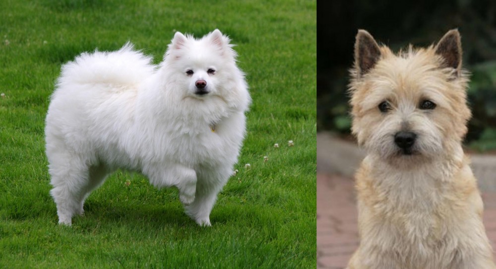 Cairn Terrier vs American Eskimo Dog - Breed Comparison