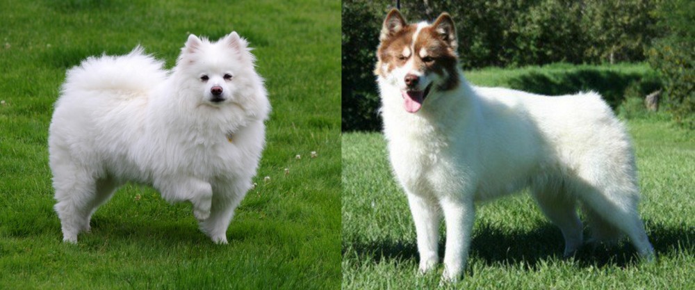 Canadian Eskimo Dog vs American Eskimo Dog - Breed Comparison