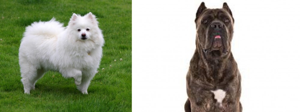 Cane Corso vs American Eskimo Dog - Breed Comparison