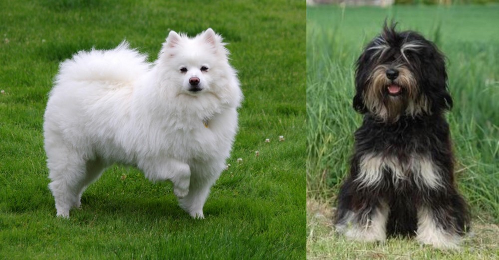 Cao da Serra de Aires vs American Eskimo Dog - Breed Comparison