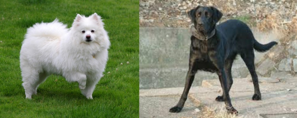 Cao de Castro Laboreiro vs American Eskimo Dog - Breed Comparison