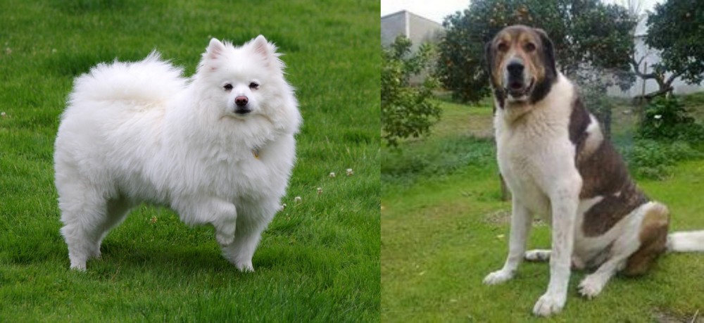 Cao de Gado Transmontano vs American Eskimo Dog - Breed Comparison