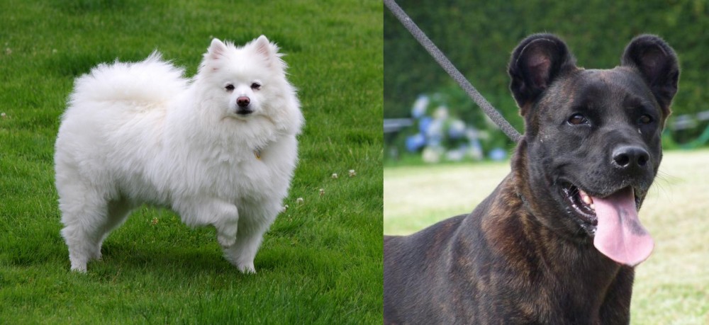Cao Fila de Sao Miguel vs American Eskimo Dog - Breed Comparison