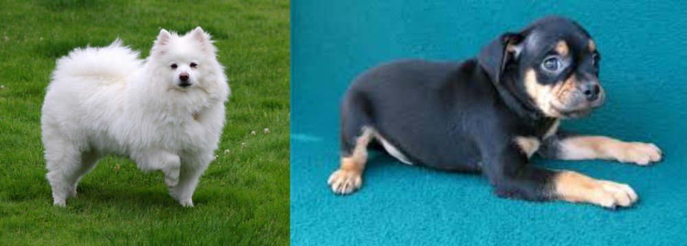 Carlin Pinscher vs American Eskimo Dog - Breed Comparison