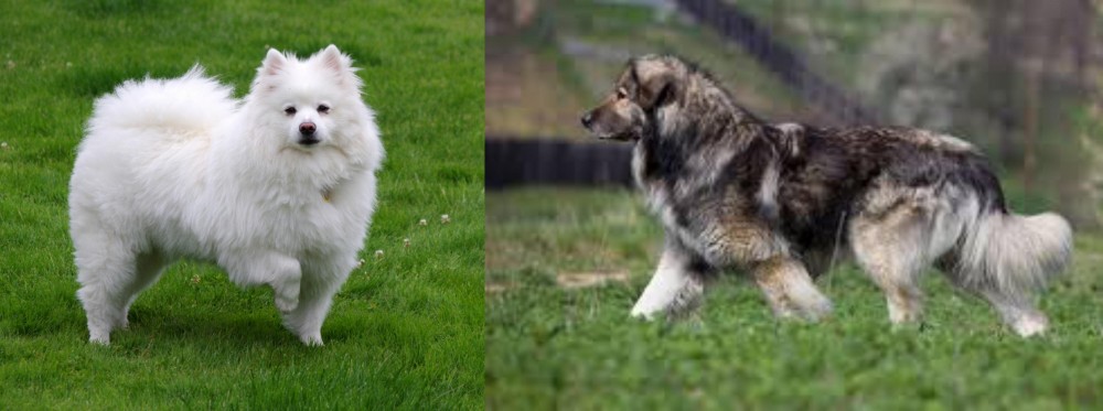 Carpatin vs American Eskimo Dog - Breed Comparison