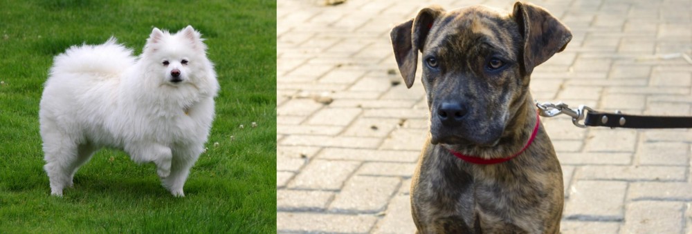 Catahoula Bulldog vs American Eskimo Dog - Breed Comparison