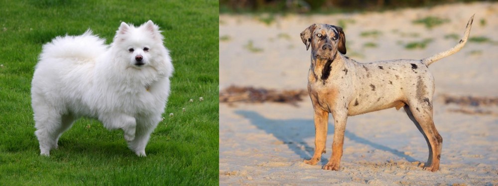 Catahoula Cur vs American Eskimo Dog - Breed Comparison