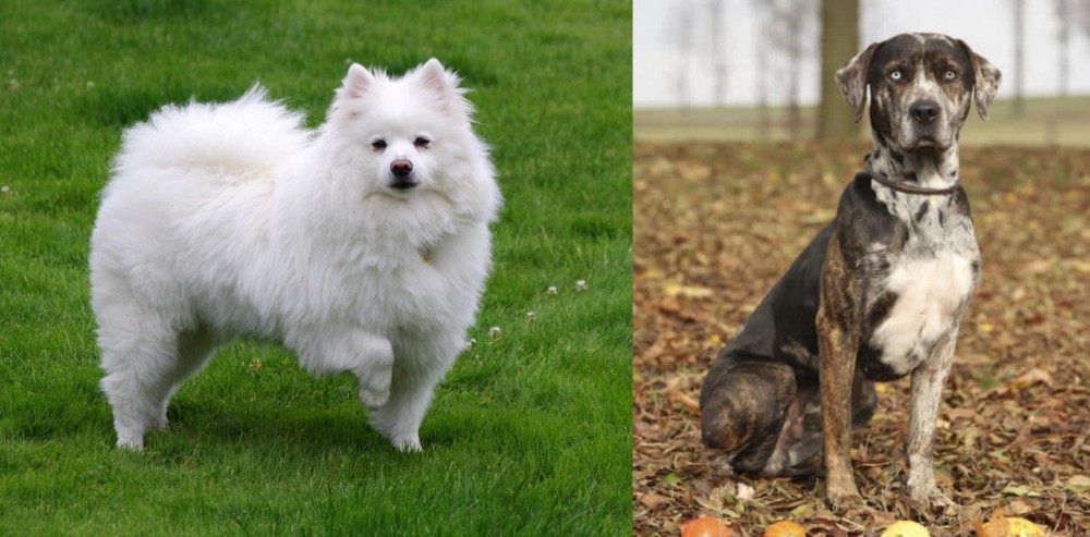 Catahoula Leopard vs American Eskimo Dog - Breed Comparison
