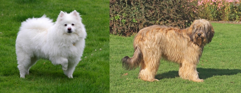 Catalan Sheepdog vs American Eskimo Dog - Breed Comparison