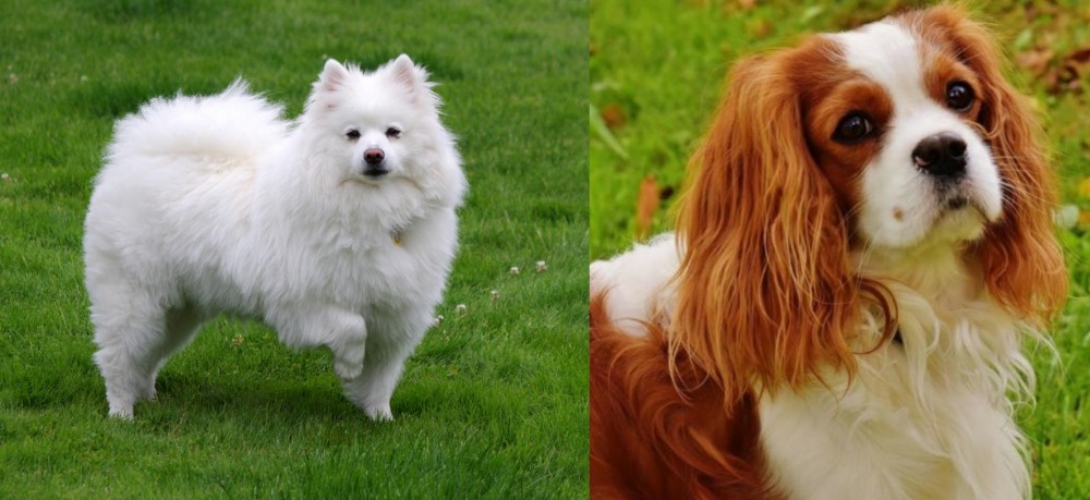 Cavalier King Charles Spaniel vs American Eskimo Dog - Breed Comparison