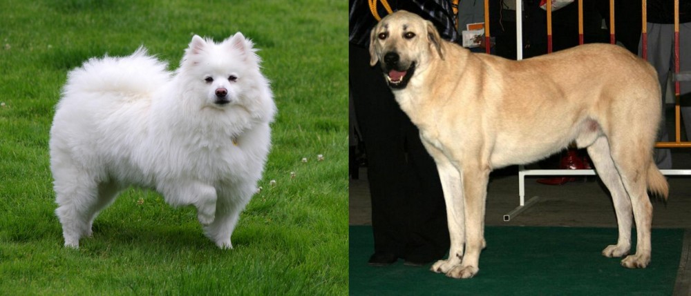 Central Anatolian Shepherd vs American Eskimo Dog - Breed Comparison