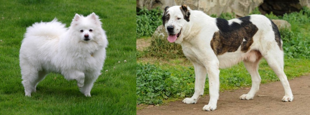 Central Asian Shepherd vs American Eskimo Dog - Breed Comparison