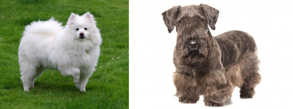 Cesky Terrier vs American Eskimo Dog - Breed Comparison