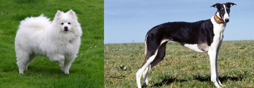 Chart Polski vs American Eskimo Dog - Breed Comparison