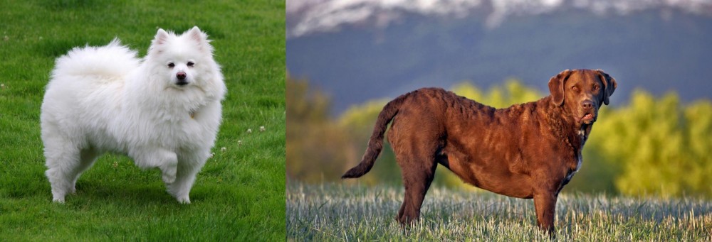 Chesapeake Bay Retriever vs American Eskimo Dog - Breed Comparison