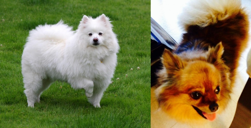 Chiapom vs American Eskimo Dog - Breed Comparison
