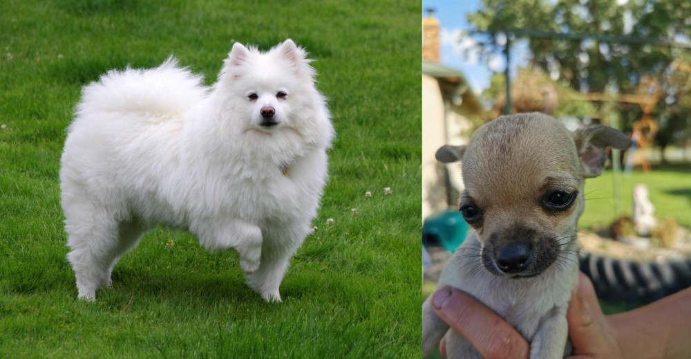 Chihuahua vs American Eskimo Dog - Breed Comparison