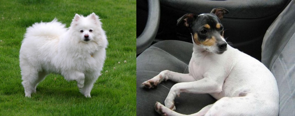 Chilean Fox Terrier vs American Eskimo Dog - Breed Comparison