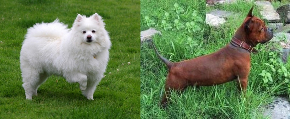 Chinese Chongqing Dog vs American Eskimo Dog - Breed Comparison