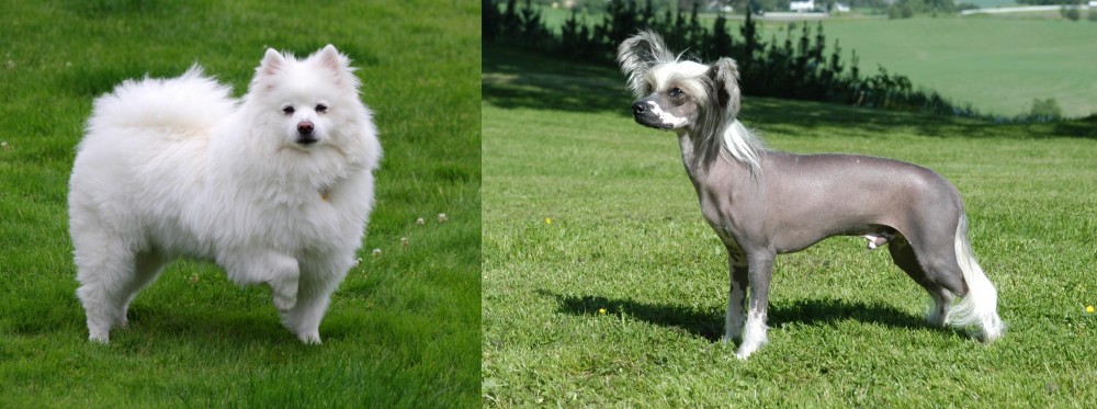 Chinese Crested Dog vs American Eskimo Dog - Breed Comparison
