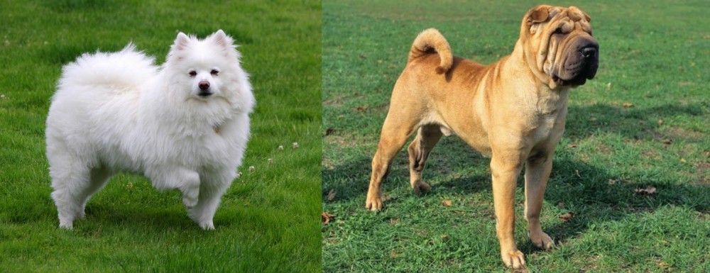 Chinese Shar Pei vs American Eskimo Dog - Breed Comparison