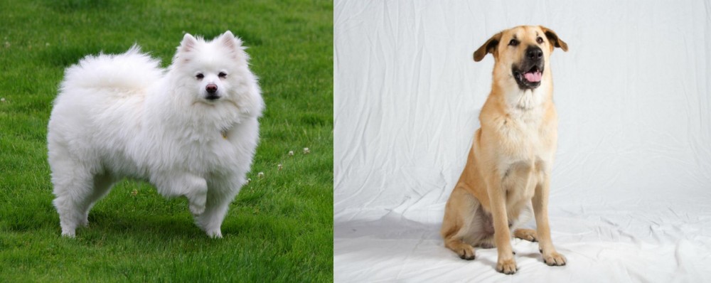 Chinook vs American Eskimo Dog - Breed Comparison