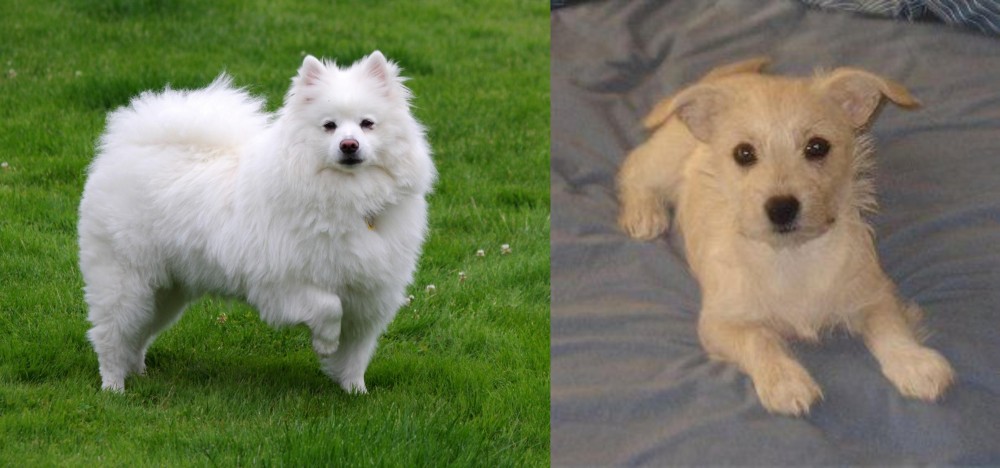 Chipoo vs American Eskimo Dog - Breed Comparison