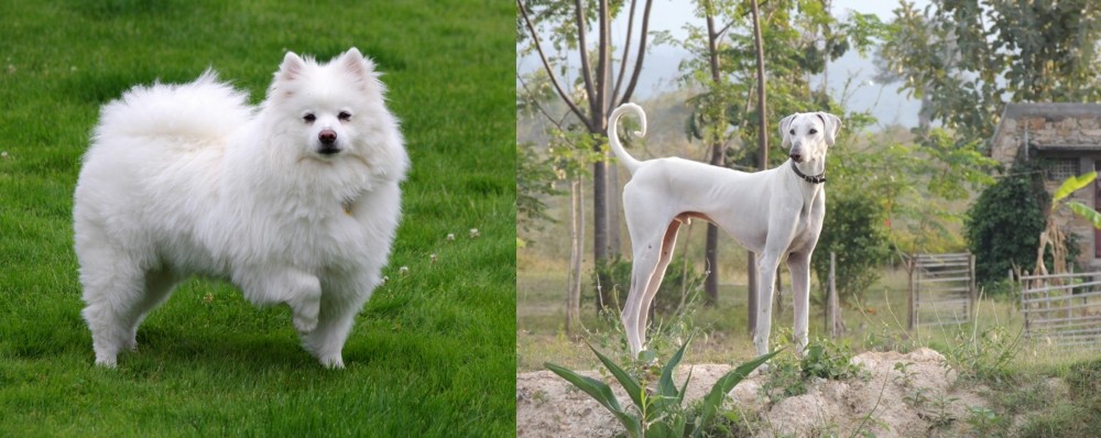 Chippiparai vs American Eskimo Dog - Breed Comparison