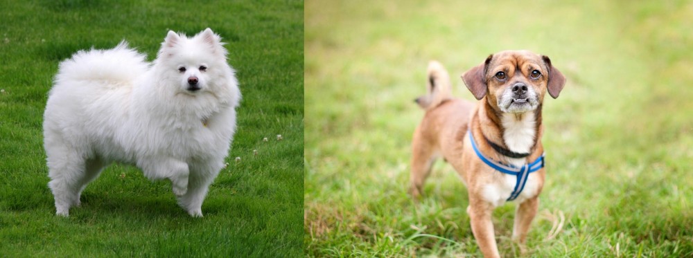 Chug vs American Eskimo Dog - Breed Comparison