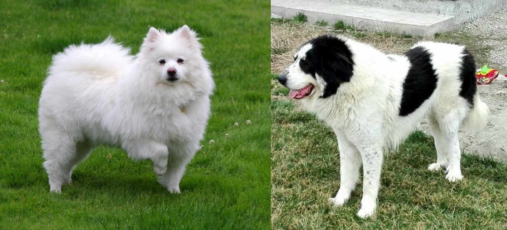Ciobanesc de Bucovina vs American Eskimo Dog - Breed Comparison