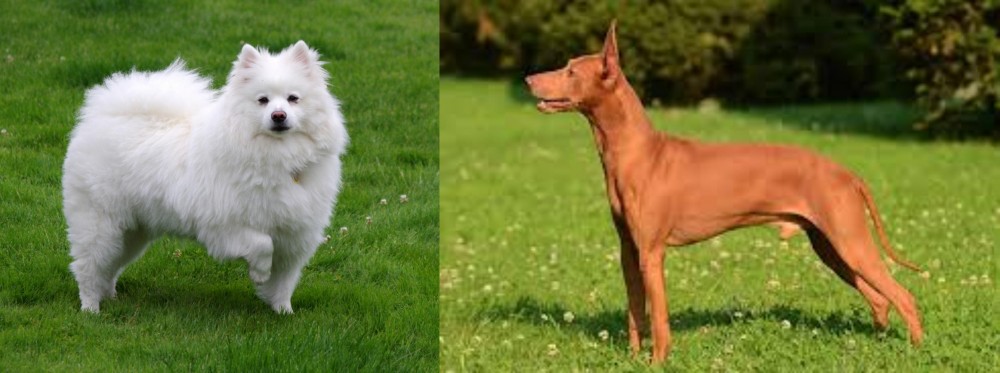 Cirneco dell'Etna vs American Eskimo Dog - Breed Comparison