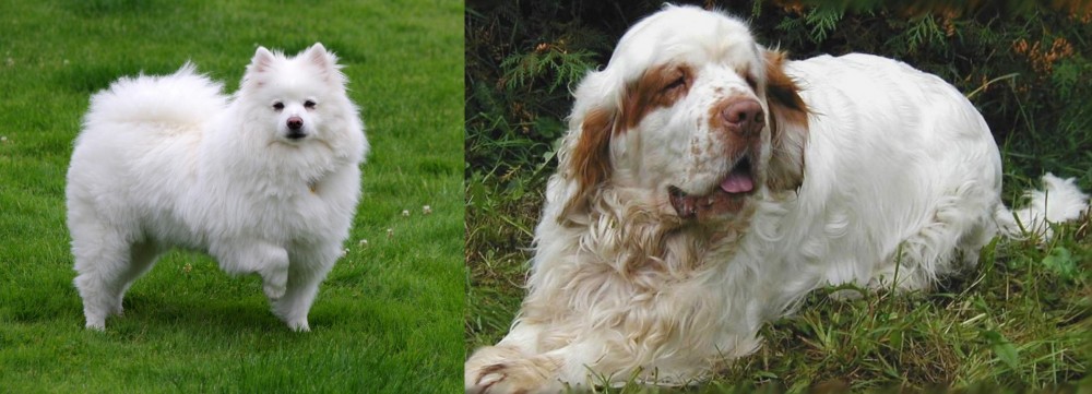 Clumber Spaniel vs American Eskimo Dog - Breed Comparison