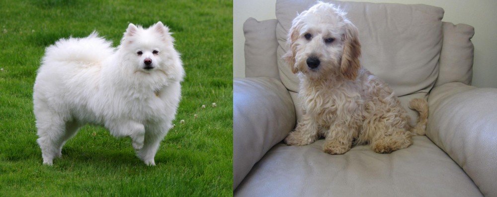 Cockachon vs American Eskimo Dog - Breed Comparison