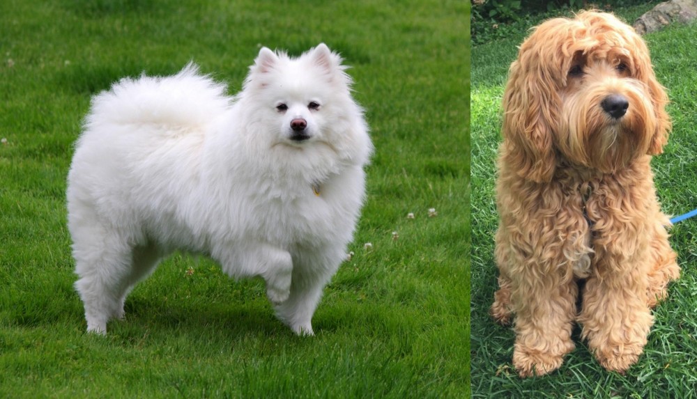 Cockapoo vs American Eskimo Dog - Breed Comparison