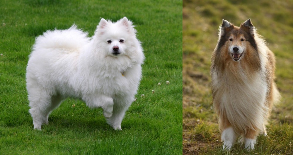 Collie vs American Eskimo Dog - Breed Comparison