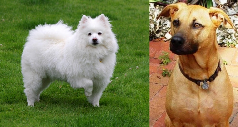 Combai vs American Eskimo Dog - Breed Comparison