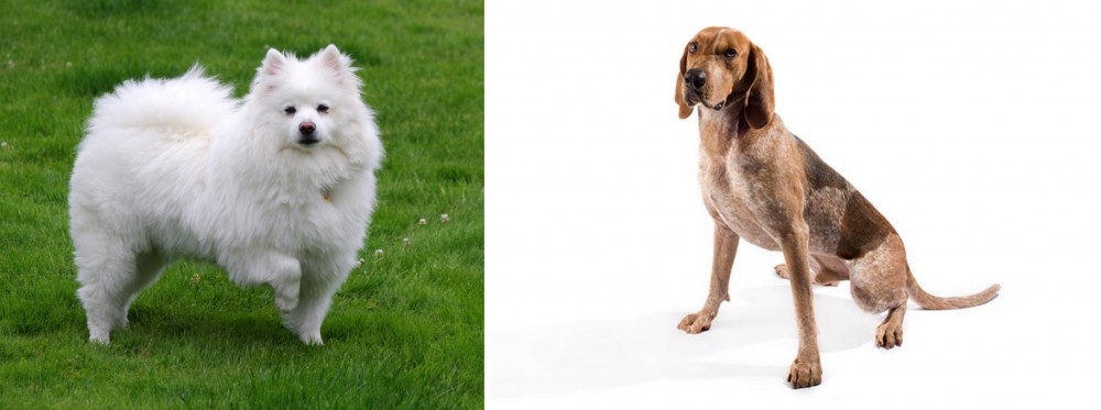 Coonhound vs American Eskimo Dog - Breed Comparison