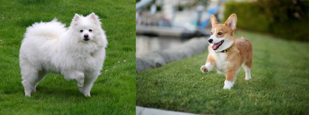 Corgi vs American Eskimo Dog - Breed Comparison