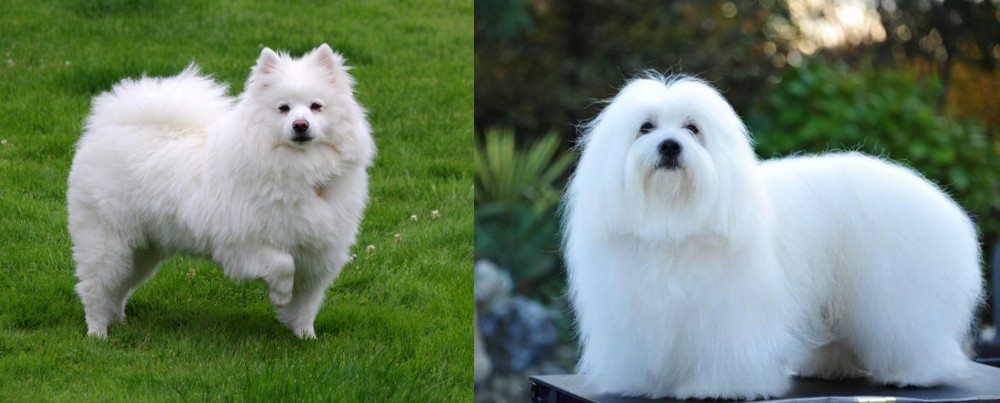 Coton De Tulear vs American Eskimo Dog - Breed Comparison
